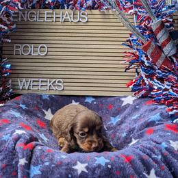 Rolo (Yankee) - Chocolate and tan male Dachshund puppy in Indianapolis, Indiana from Englehaus Dachshunds