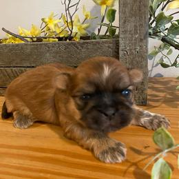Boy 2 - Gold male Shih Tzu puppy in Lexington, North Carolina from SCS Shih Tzus