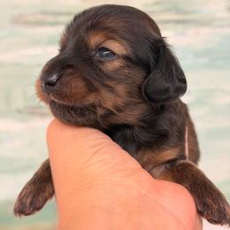 Teddy - shaded long hair - Sable male Dachshund puppy in Lakeland, Florida from Elite Doxies Florida