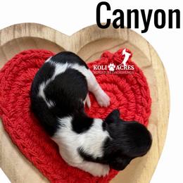 Canyon - Black and tan male Dachshund puppy in Kemp, Texas from Koli Acres