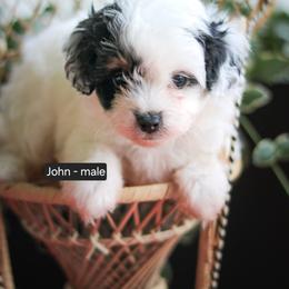 John - Black tri-color male Aussiedoodle puppy in Crete, Nebraska from Doodles & Co