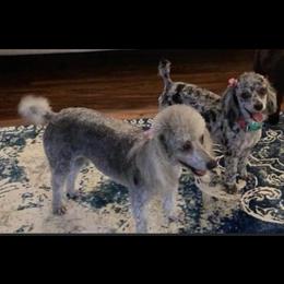 Cockapoo Puppies from Southern Posh Doodles