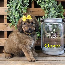Clover - Sable female Bernedoodle puppy in Heyworth, Illinois from Cobble Creek Puppies
