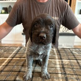 Coco - Brown and gray female Wirehaired Pointing Griffon puppy in Shelley, Idaho from Western Gundogs