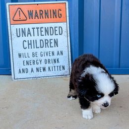 Cashew - Black tri male Miniature Australian Shepherd puppy in Lufkin, Texas from Texas Lil Cowdogs