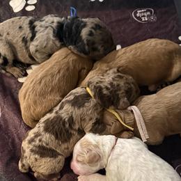 Goldendoodles from Valentine Kennels