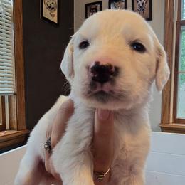 Bliss - White and lemon female Dalmatian puppy in Janesville, Wisconsin from Legacy Dalmatians