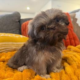 Charlie - Liver and white male Shih Tzu puppy in Bakersfield, California from Little pumpkin Shih Tzu’s