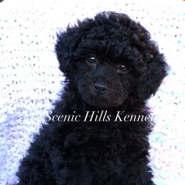 Kiera - Black female Poodle puppy in Hurricane Mills, Tennessee from Scenic Hills Kennels