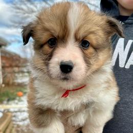 Red Collar Boy Frost - Red male Pembroke Welsh Corgi puppy in Paris, Kentucky from Flat Run Corgis