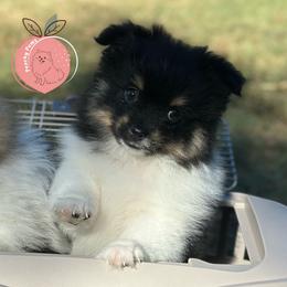 Luigi charting 8lb - Tri-colored male Pomeranian puppy in Summerville, Georgia from Pearly’s Pugs