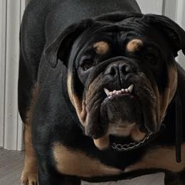 Bulldogs from Monster Kennel Co.