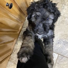 Goldendoodle, Saint Berdoodle, and Springerdoodle Puppies from LaDonna's Doodles