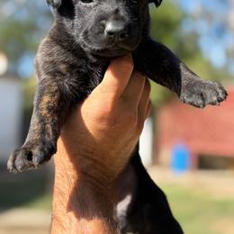 Sarah - Black brindle female Dutch Shepherd puppy in San Jose, California from Brandon's Dutch Shepherds
