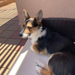 Pembroke Welsh Corgi Puppies from Ruidoso's Crowned Companions