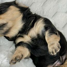 Jacob🖤 - Black and cream male Dachshund puppy in New Braunfels, Texas from 2 Knights Doxies