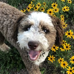 Alex - Aussiedoodle