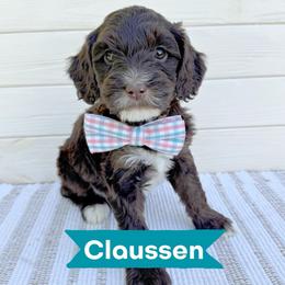 Claussen - Chocolate male Australian Labradoodle puppy in Harrisonville, Missouri from Blessed Day Doodles