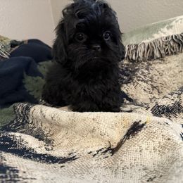 Pepper - Blue Shih Tzu puppy in Running Springs, California from Amanda's Shih Tzus