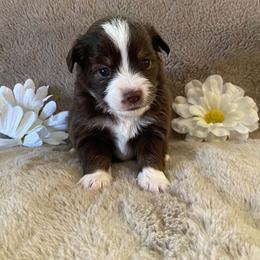 Ember - Red & white female Miniature Australian Shepherd puppy in Oroville, Washington from High Mountain Aussies