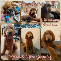 Goldendoodle Puppies from Lu Doodles