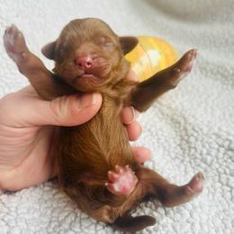 Red Collar - Red  male Goldendoodle puppy in Denison, Iowa from Violet View Iowa Goldendoodles