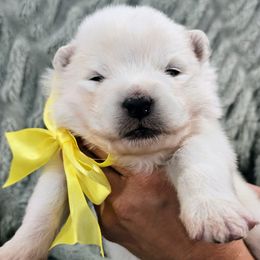 Jett - White male Samoyed puppy in Downey, Idaho from Seven Diamond Samoyeds