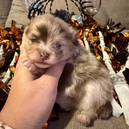 Boy 1 - Chocolate merle and tan tri male Pomeranian puppy in Orange Grove, Texas from Davis Poms