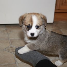 Pembroke Welsh Corgi Puppies from Mountain Maryland Corgis