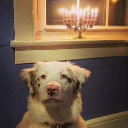 Australian Shepherd Puppies from Whiteley Way Australian Shepherds