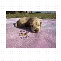 F1 cream red - Cream female Dachshund puppy in Carthage, Texas from Rafter C Ranch Doxies