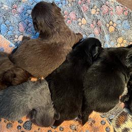 Full AKC Girl 3 - Gray female Pekingese puppy in Hustontown, Pennsylvania from Triple I Pekes