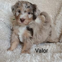 Valor - Merle male Bernedoodle puppy in Marion County, Ohio from Hatten Homestead Kennels