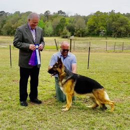 Denny - German Shepherd