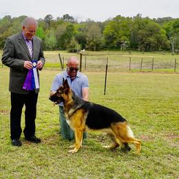 Denny - German Shepherd