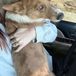 Hazel - American Corgi