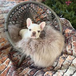 Boy 1 - White male French Bulldog puppy in Corona, California from SoCalFamilyFrenchies, Doodles and more