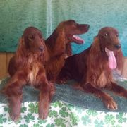 Irish Setter All Grown Up from Chimera Irish Setters