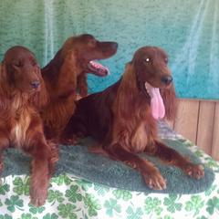 Irish Setter All Grown Up from Chimera Irish Setters