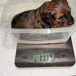 Dachshund Puppies from CLARK'S BREEDING PROGRAM