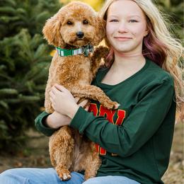 Honey - Goldendoodle