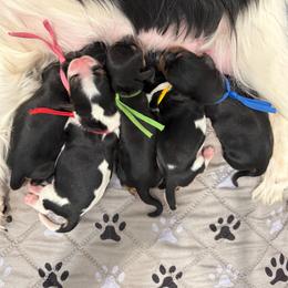Cavalier King Charles Spaniel puppies from Ray of Sunshine Spaniels LLC