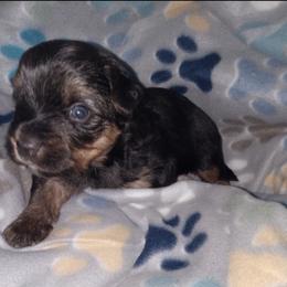 Yorkshire Terrier puppies from Cocktail Puppies