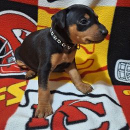 Tux - Black and rust male Miniature Pinscher puppy in Grove, Oklahoma from K&J's Min Pins Of Grand Lake