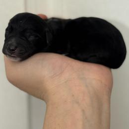 Socks - Black female Dachshund puppy in Burleson, Texas from Sarah’s Dachshies
