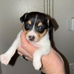 Misty Pup D - White black and tan female Toy Fox Terrier puppy in Clermont, Florida from Debbie Hiles's Toy Fox Terriers