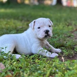 Coco - White female American Bulldog puppy in Pace, Florida from Genesis American Bulldogs