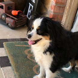 Bella - Toy Australian Shepherd