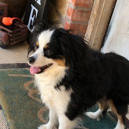 Bella - Toy Australian Shepherd