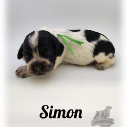 Simon - Blue roan and tan male Cocker Spaniel puppy in Tecumseh, Oklahoma from Gambill's Cocker Spaniel Cuties